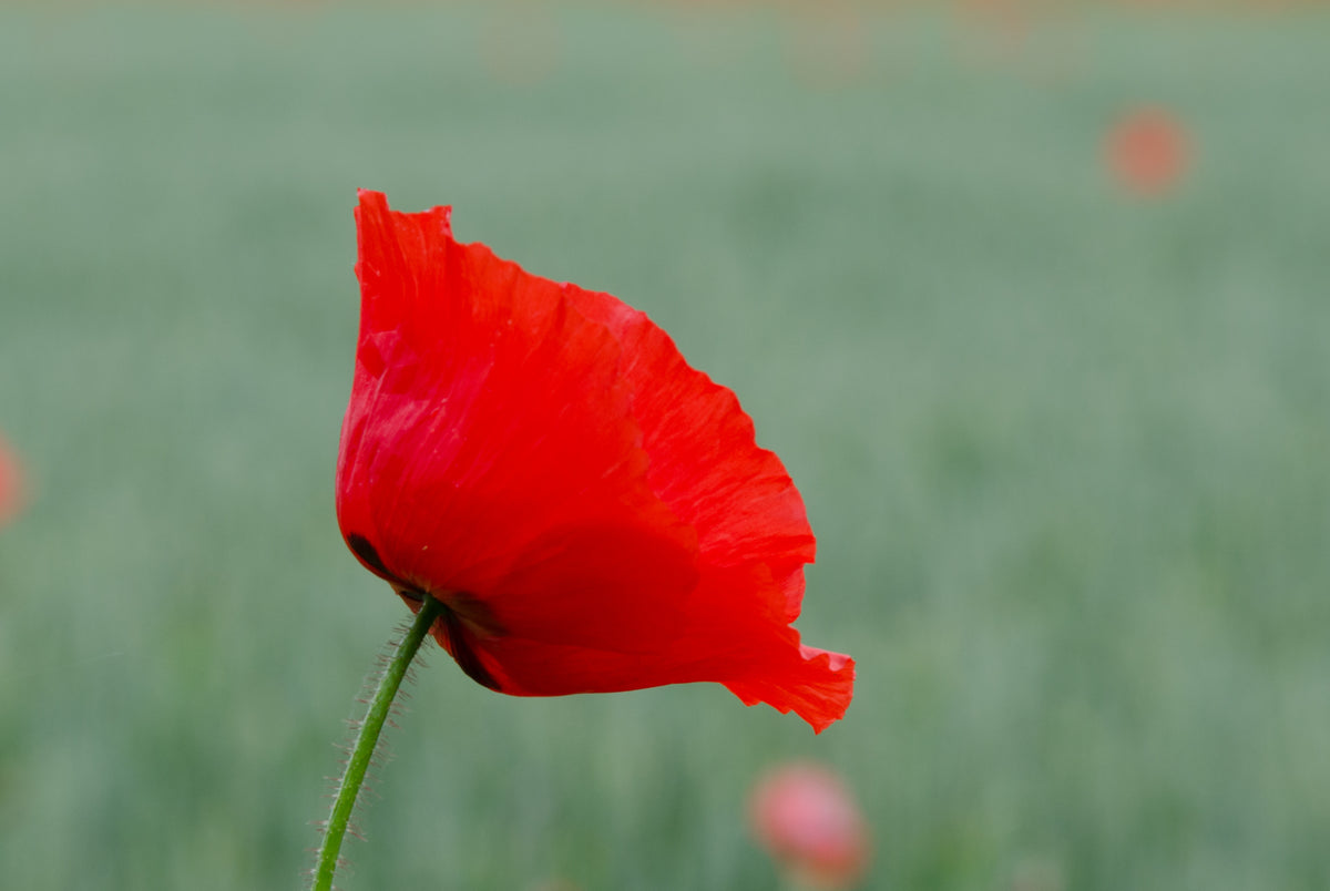 Poppy in Cornfield