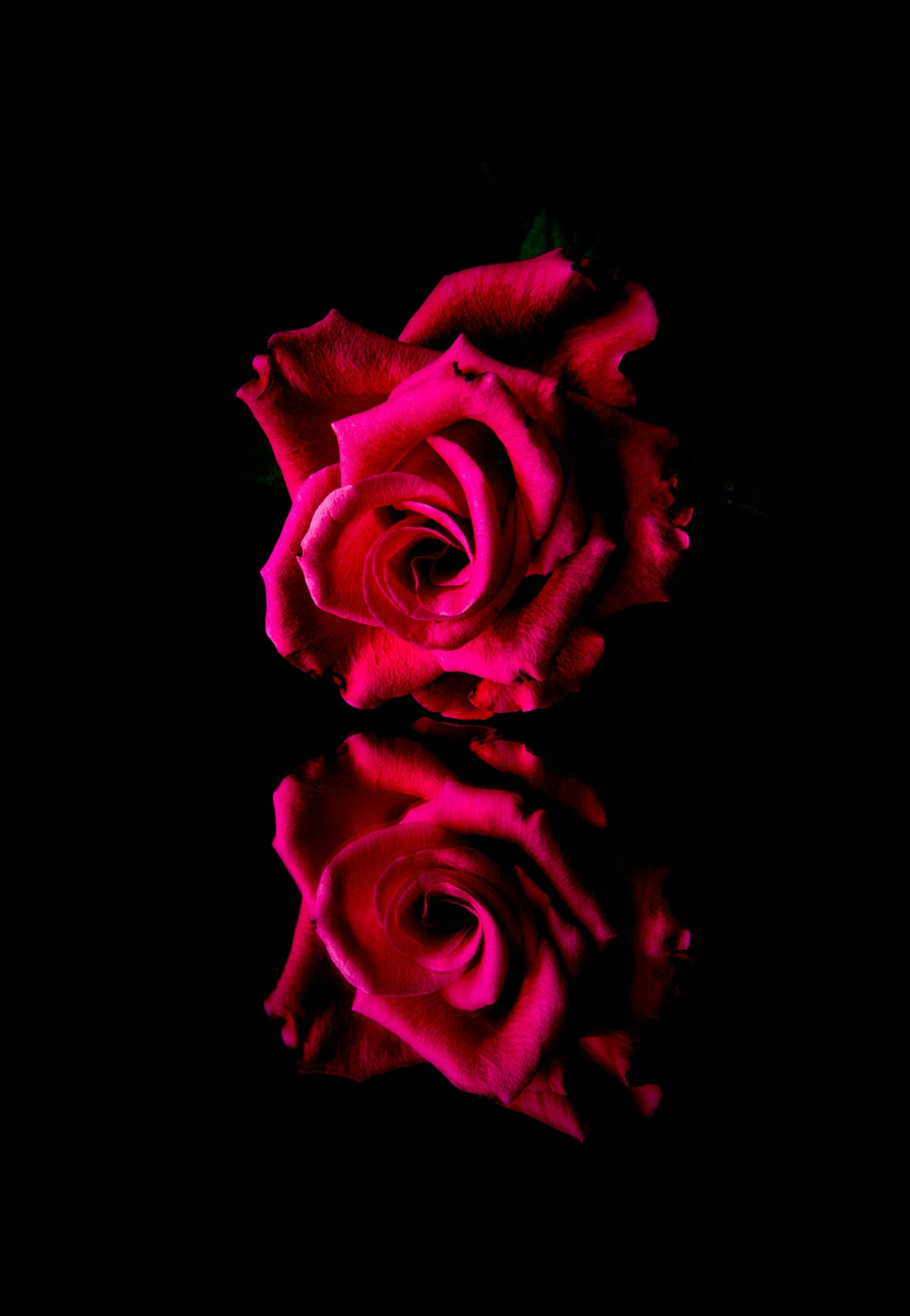 Red Rose Reflection, Low Key