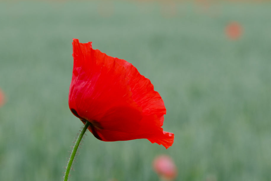 Poppy in Cornfield