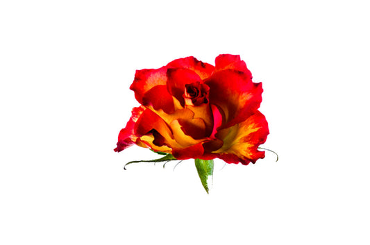 Red and Yellow Rose, Artistic