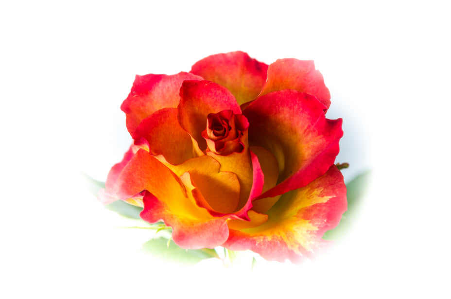 Red and Yellow Rose, High Key