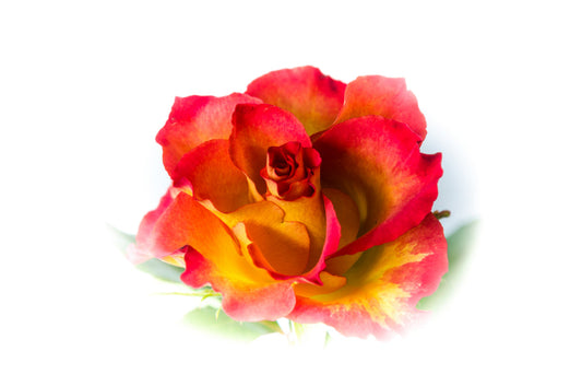 Red and Yellow Rose, High Key