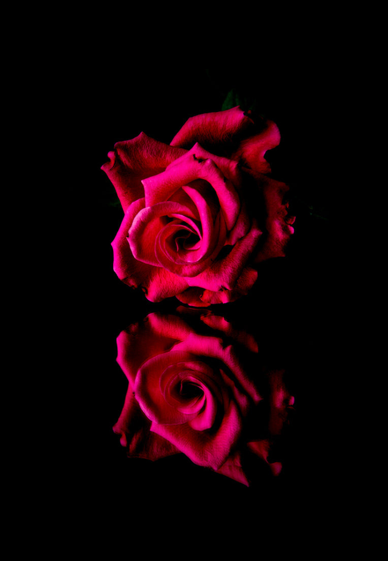 Red Rose Reflection, Low Key