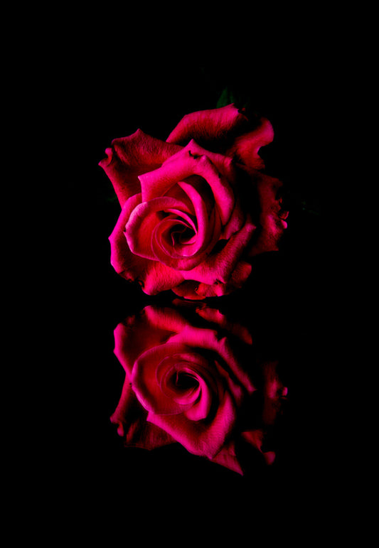 Red Rose Reflection, Low Key