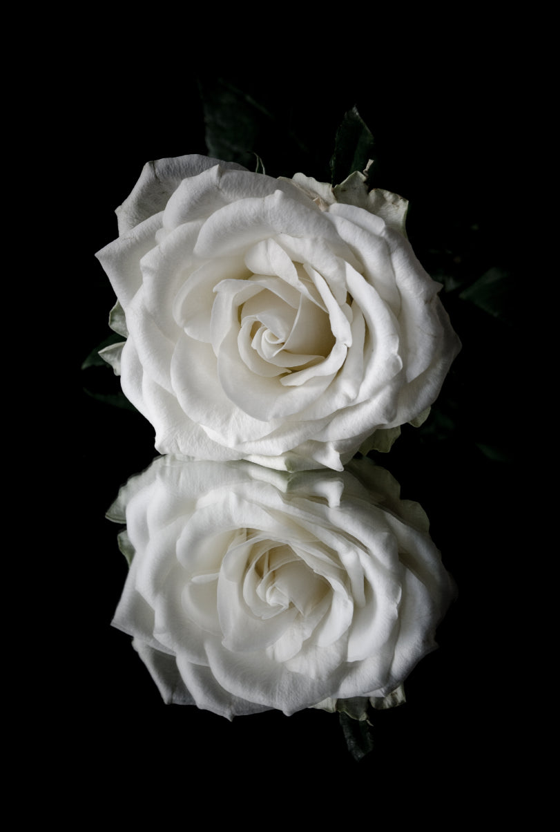 White Rose Reflection, Low Key